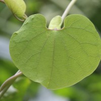 Aristolochia ringens Vahl